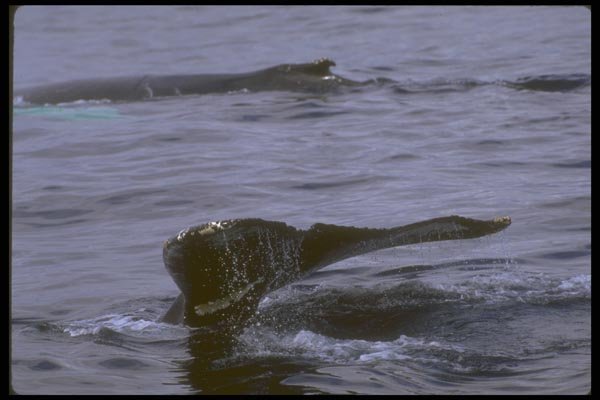 160039 Humpback Whale Sounding A4 Photo Print