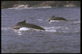 160040 Humpback Whales pair A4 Photo Print