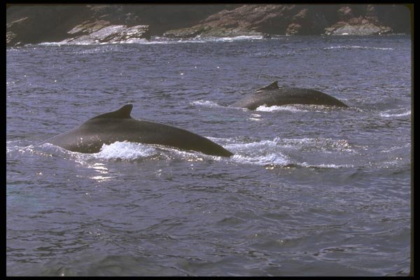 160040 Humpback Whales pair A4 Photo Print