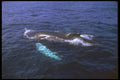 160041 Humpback Whale Visible Beneath Water A4 Photo Print