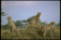 160042 Cheetah Trio Skylined On Hill A4 Photo Print