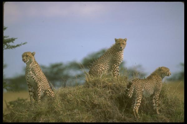 160042 Cheetah Trio Skylined On Hill A4 Photo Print