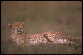 160043 Cheetah Lying Down A4 Photo Print