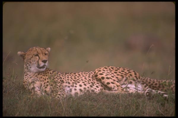 160043 Cheetah Lying Down A4 Photo Print