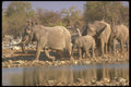 160044 African Elephants A4 Photo Print