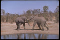 160045 African Elephants Fighting A4 Photo Print