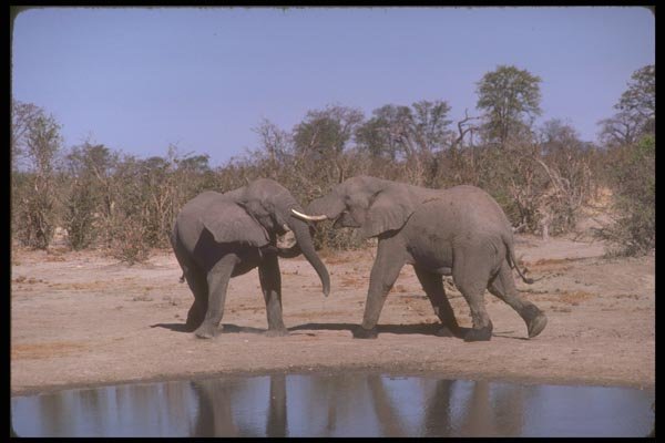 160045 African Elephants Fighting A4 Photo Print