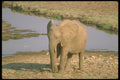 160046 African Elephant By Water A4 Photo Print