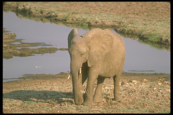 160046 African Elephant By Water A4 Photo Print