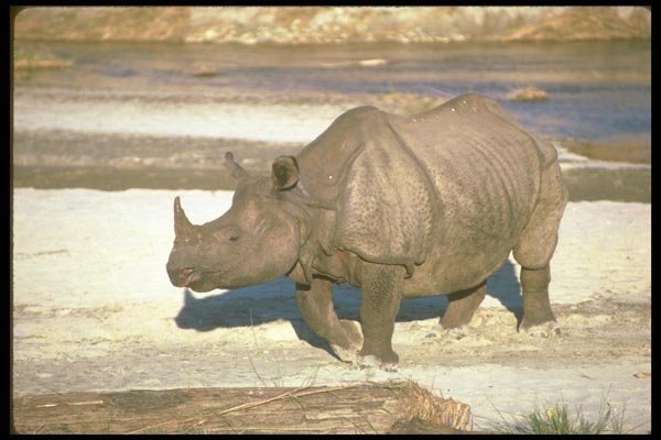 160047 Great Indian One Horned Rhino A4 Photo Print