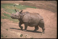 160048 Great Indian One Horned Rhino A4 Photo Print