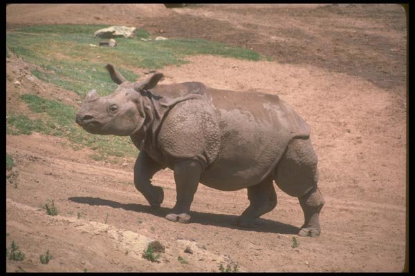 160048 Great Indian One Horned Rhino A4 Photo Print