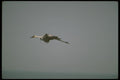 160049 Wattled Crane In Flight A4 Photo Print