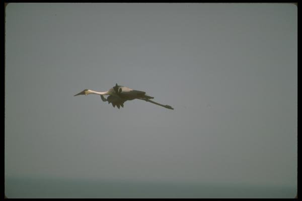 160049 Wattled Crane In Flight A4 Photo Print