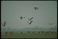 160050 Wattled Cranes Flying Over Black Lechwe A4 Photo Print