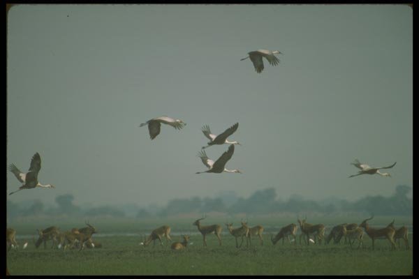160050 Wattled Cranes Flying Over Black Lechwe A4 Photo Print