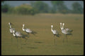 160051 Wattled Cranes A4 Photo Print
