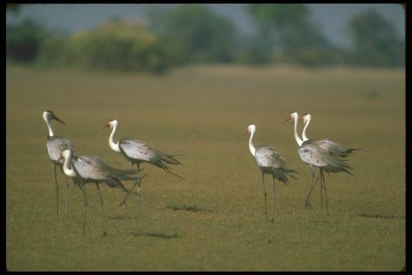 160051 Wattled Cranes A4 Photo Print