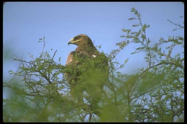 160052 Imperial Eagle A4 Photo Print