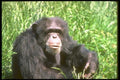 160053 Chimpanzee Adult Sitting In Sunny Grass A4 Photo Print
