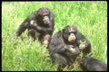 160054 Chimpanzees Eating Grass (note Infant) A4 Photo Print