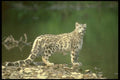 160055 Snow Leopard Beside River A4 Photo Print