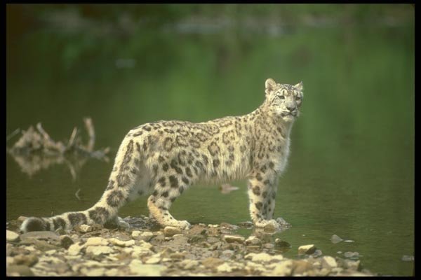 160055 Snow Leopard Beside River A4 Photo Print
