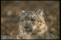 160056 Snow Leopard winter close up A4 Photo Print