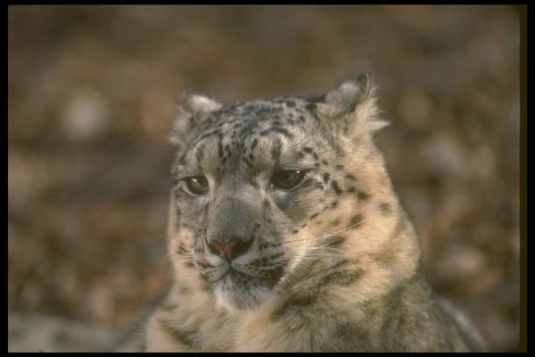 160056 Snow Leopard winter close up A4 Photo Print