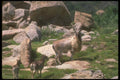 160059 Markhor A4 Photo Print