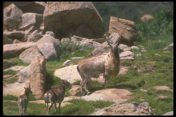 160059 Markhor A4 Photo Print