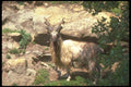 160060 Markhor A4 Photo Print