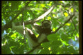 160061 Verreaux Sifaka Male In Tree A4 Photo Print