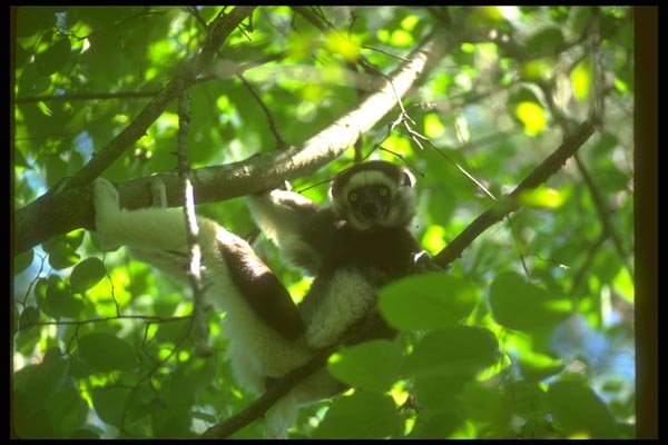 160061 Verreaux Sifaka Male In Tree A4 Photo Print
