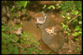 160062 Crowned Lemur Pair With Infant A4 Photo Print