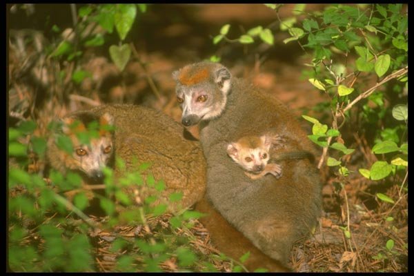160062 Crowned Lemur Pair With Infant A4 Photo Print
