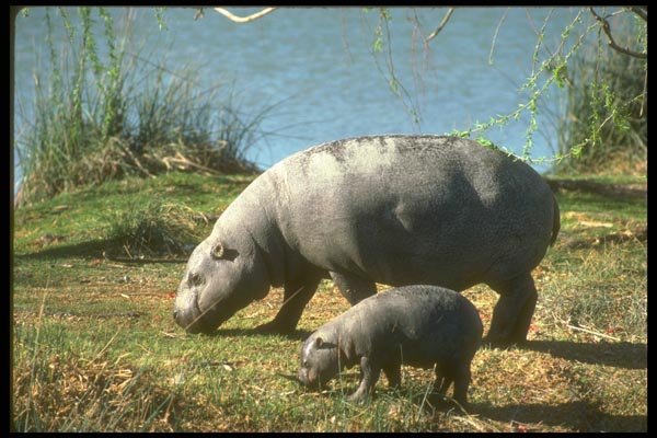 160064 Pigmy Hippos Cow With Small Calf A4 Photo Print