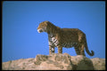 160065 Jaguar A4 Photo Print
