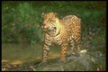 160066 Jaguar In Dappled Rain Forest A4 Photo Print
