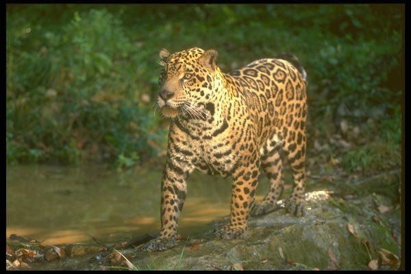 160066 Jaguar In Dappled Rain Forest A4 Photo Print