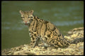 160067 Clouded Leopard eye Contact A4 Photo Print