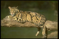 160068 Clouded Leopard On Log A4 Photo Print