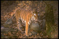160069 Bengal Tiger Standing In Forest Glade A4 Photo Print