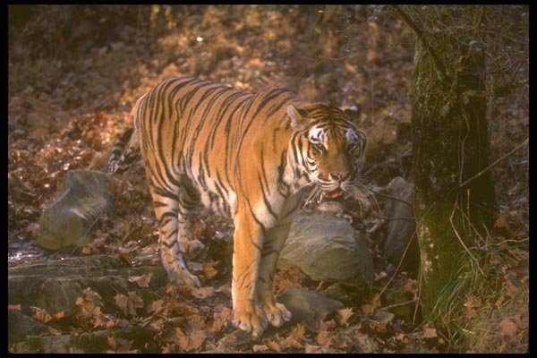 160069 Bengal Tiger Standing In Forest Glade A4 Photo Print