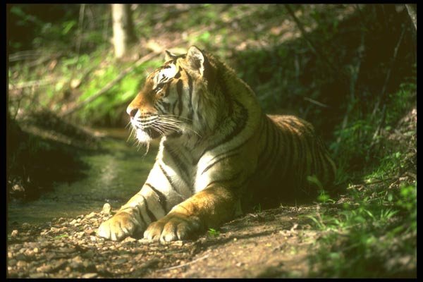 160070 Bengal Tiger Lying Beside Small Stream In Dappled Forest A4 Photo Print