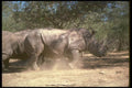 160071 White Rhino A4 Photo Print