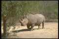 160072 White Rhino A4 Photo Print