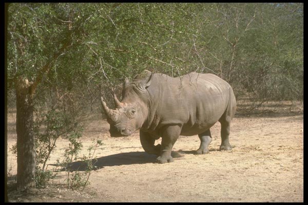 160072 White Rhino A4 Photo Print