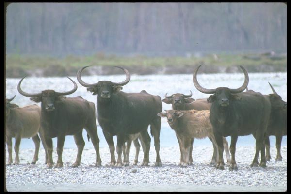 160073 Wild Water Buffalo Herd A4 Photo Print