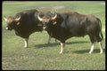 160074 Gaur adult Bulls A4 Photo Print